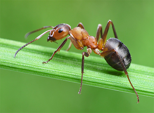Любопытные факты о муравьях