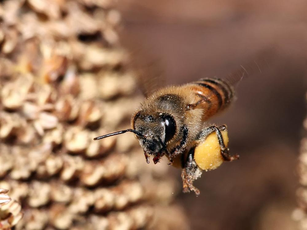 Весна в хозяйстве пчеловода: работы и заботы