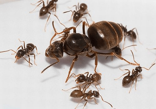 Особенности создания и жизни муравьиной семьи