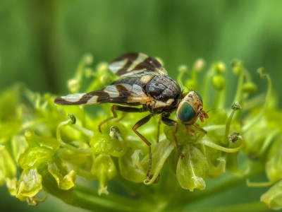 Чем питаются разные виды мух