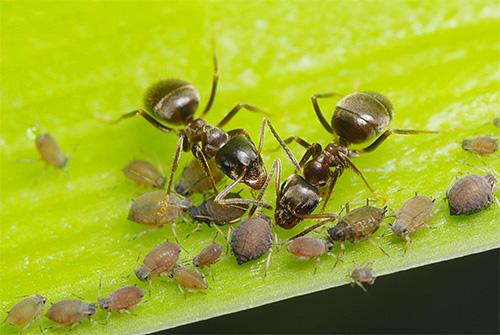 Особенности питания муравьев