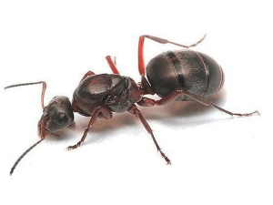 Особенности строения муравья