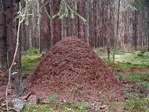 Что мы знаем о муравьиных гнездах