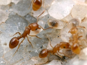 Как бороться с фараоновыми муравьями