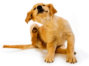 Блохи у собак: симптомы, лечение и профилактика