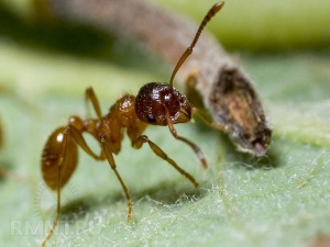 Простые способы избавления от муравьев в огороде
