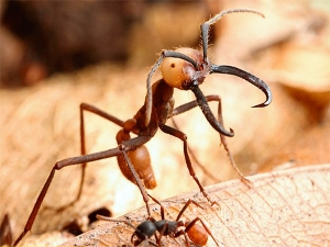 Особенности жизни кочевых муравьев