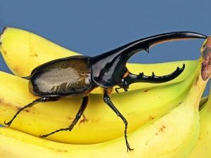 Размеры жука-геркулеса по сравнению с бананом