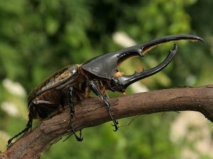 Роги самца жука-геркулеса