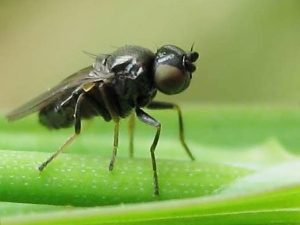 Шведская муха — серьёзная угроза для злаковых культур