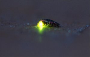 Генерации света насекомыми