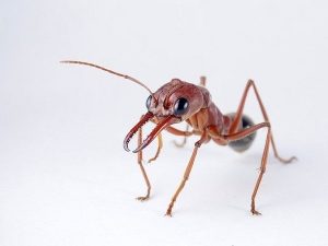 Фото муравья-бульдога