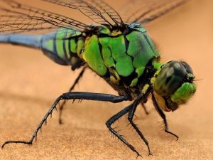 Стрекоза: особенности образа жизни насекомого-хищника