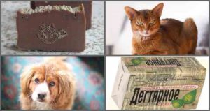 Дегтярное мыло от блох у кошек и собак фото