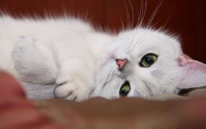 Средства от блох для кошек