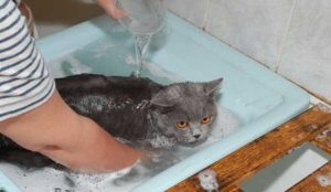 Шампунь для кошек от блох и клещей, как помыть кошку дома, фото