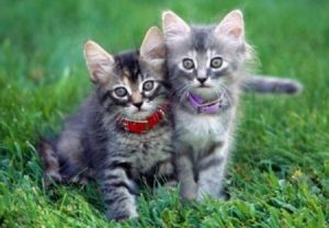 Ошейник Барс для кошек от блох и клещей. Фото