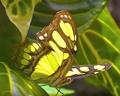 Бабочки в природе. Эффект бабочки