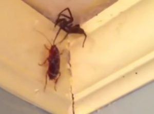 Как избавиться от насекомых в квартире?