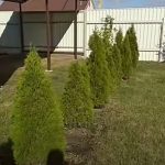 Как смотрятся вечнозеленые деревья в оформлении сада